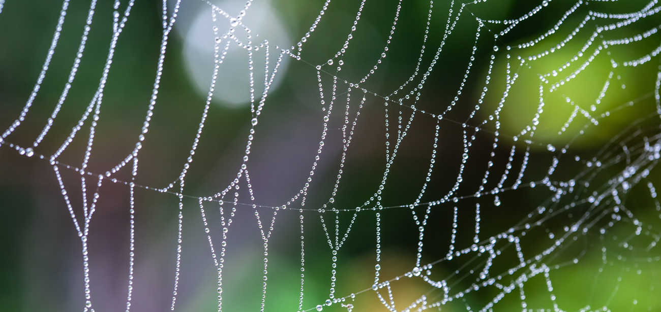 Functional Nutrition Tip The Web Of Interconnections Functional Functional Nutrition Tip The Web Of Interconnections Functional