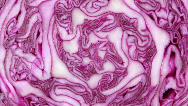 cabbage