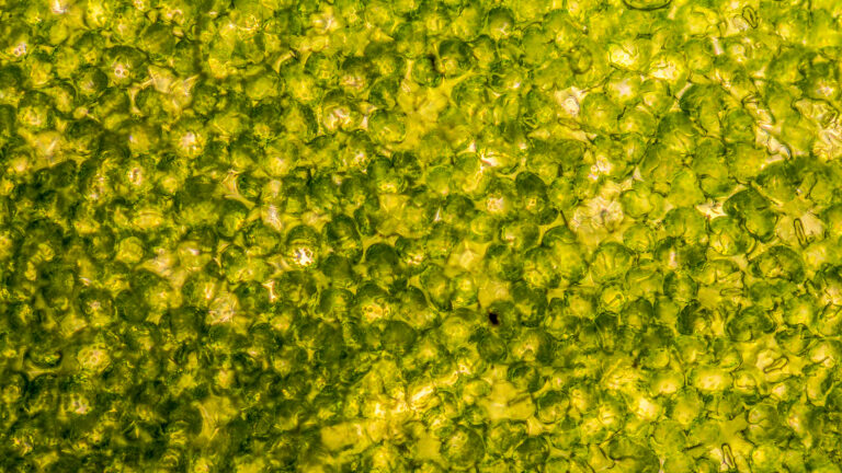 A bush of basil